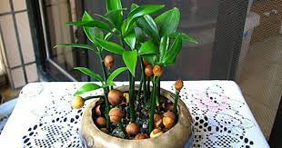 竹柏種子盆栽 ㄚ啟的部落格 痞客邦 plants nature
