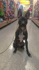 *great for new puppies and most dogs with minor behavior problems. Board And Train Canine Initiative Training