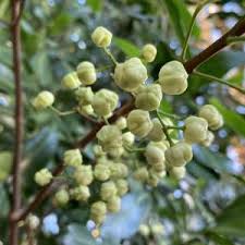 Image result for Cyphia erecta