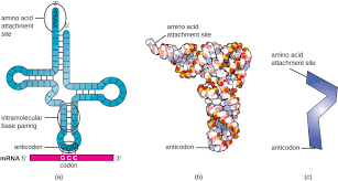 The diagram shows this, together with a small part of the rna base sequence downstream of the start codon needed to make an imaginary protein chain. Protein Synthesis Translation Microbiology
