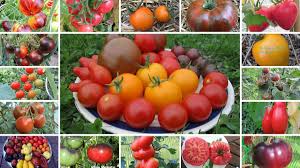Alles Tomate Tomaten Garten Tomaten Sorten Gemusegarten Tipps