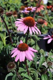 Image result for Echinacea purpurea `Magnus`
