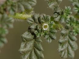 Image result for Coldenia procumbens