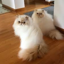 Just Two Himmies Hanging Out Bliss Is A Cats Cute Cats And Kittens Pretty Cats