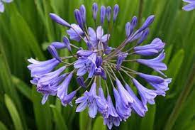 Agapanthus Perenials We Have This In Our Yard In San Jose Agapanthus Lily Plants Agapanthus Plant