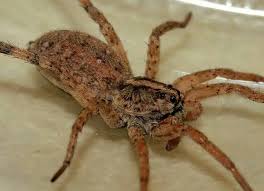 Видео carolina wolf spider identification канала chao jimmy wu *mantisman630*. Pin On Adlie Love S Animals