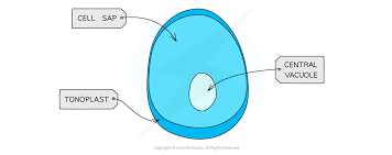 Check spelling or type a new query. Eukaryotic Cell Structures Functions Cie A Level Biology Revision Notes
