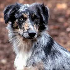 Australian shepherd breeders in australia and new zealand. Border Collies Australian Shepherds Bengal Cats Breeder Of Merit