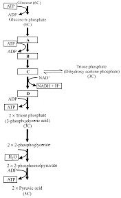 the flow chart given below shows the steps in glycolysis select the option that correctly fills in the missing steps a b c and d