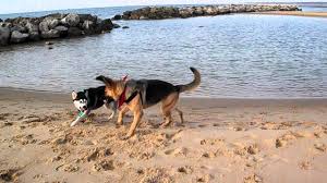 201 gruppo 1 cani da pastore e bovari (esclusi bovari svizzeri) sezione 1 cani da pastore standard n. Siberian Husky E Pastore Tedesco Al Mare Youtube