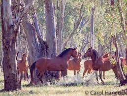 Pin On Equine Alive And Legend