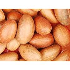 Image result for Cola clavata