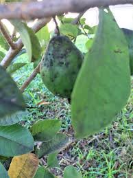 We did not find results for: Fruit Tree Fungicide Home Depot Fruit Trees