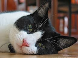 If it's a small amount, and he's dry heaving, he could be trying to pass a fur ball. When To Take Your Cat To The Er