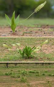 Image result for Schizocarphus nervosus