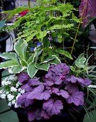 Custom Design Sheridan Nurseries Shade Plants Shade Garden Garden Containers