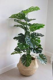 43 Easy House Plants Decor Ideas Easy House Plants Plant Decor Indoor House Plants Decor