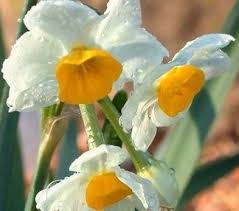 Pin On Fragrant