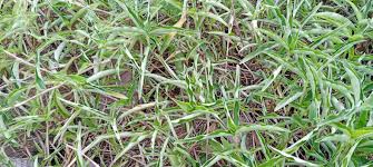 Image result for Commelina latifolia