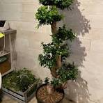 14" Ficus Ginseng Bonsai XL S Shape 5 FT-Ficus Microcarpa