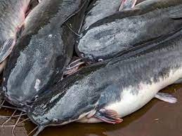 Ikan keli biasanya digoreng berlada, dibakar, asam pedas, dan yang paling terkenal sekarang ialah keli masak cekur. Ikan Keli Bukan Bishe Bishe Banyak Khasiat Orangmuo My