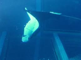 kaiyukan aquarium osaka whale animals osaka
