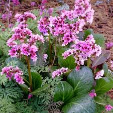 Image result for Bergenia