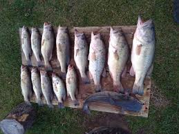 In fact, one of the best times to fish for bass can be when it's raining. Few Bass After The Rain Bass Fishing In Sabine River In Southwest Louisiana Louisiana Sportsman Reports La