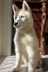 Black And White Husky Puppy With Blue Eyes Beautiful Animals Cute Animals Animals Beautiful Cute Dogs