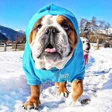 365 Begenme 6 Yorum Instagram Da Uauh Dogs Uauhdogs Sunshinebaby82 Gino You Remind Me Of Someone Hoodie By Uauhdogs Bulldog Dog Breeds Animal Lover