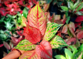 Hewan yang memiliki telingan kecil yang mengarah ke samping kepalanya ini cukup mudah untuk di gambar. Cara Mudah Agar Daun Aglonema Kinclong Dan Fresh Dengan 4 Bahan Sederhana Ini Portal Jember