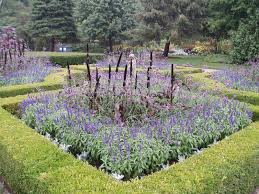 Shop for meteor shower verbena, shipped directly from the nursery to your door. Look For The Meteor Shower Verbena Rotary Botanical Gardens