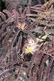 Image result for Albizia zimmermannii