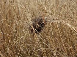 Image result for Heteropogon
