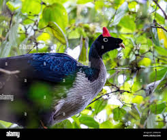 Image result for Hua gabonii