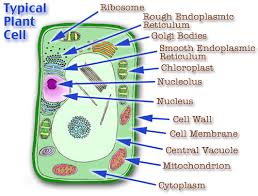 Check spelling or type a new query. Plant Life Kaiserscience