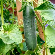 How much water do cucumbers need? Why Are Cucumbers Bitter And What To Do About It