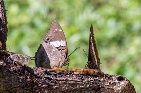 Image result for Berkheya bipinnatifida