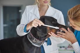 She says getting him treatment would be the biggest relief in my life and that she can't wait for options veterinary care. Pet Dentistry Uae Pet Teeth Cleaning In Dubai Sharjah