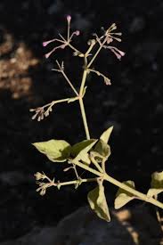Image result for Commicarpus grandiflorus