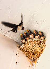 Mom Swallow Busy Feeding Her Growing Chicks Beautiful Birds Pet Birds Pretty Birds