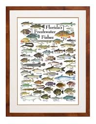 Floridas Freshwater Fishes Poster Freshwater Fish Charts