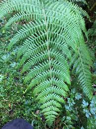 Image result for Hypolepis rugosula