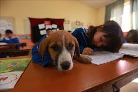 Mascot Dog Findik Attends Classes With Students In Tokat Anadolu Agency