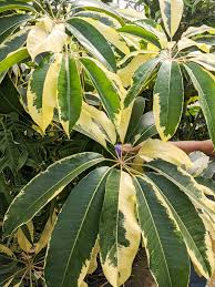 Image result for Phyllanthus muellerianus