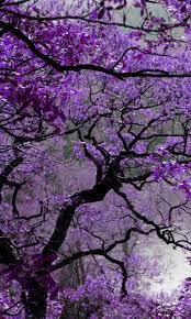 Pin By Fania On Flowers And Planting Purple Trees Jacaranda Tree Flowering Trees