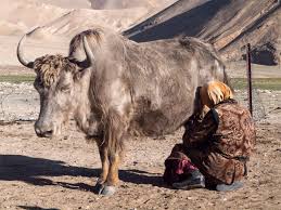 Image result for yak