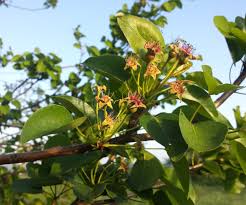 Image result for Pyrus