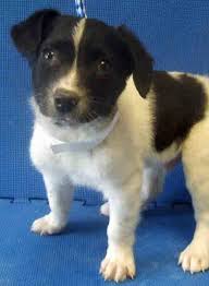Rat Terrier Black And Brown Viewed 2 23 14 Wilson Is A Cute Male Rat Terrier Border Collie Mix He Has A Short White And Black Coat And Was Born Rat Terriers Border Terrier Terrier Mix