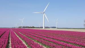 Nie każdy wie jednak, że za popularnością tego niepozornego kwiatka kryje się burzliwa. Tulipany Holandia Holandia Pl